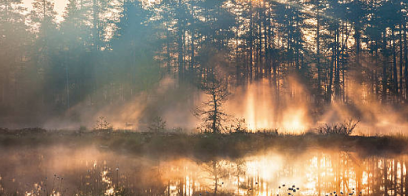 Solen lyser in på en dimmig tjärn, genom en rad tallar och granar